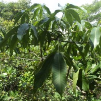 Bombax ceiba L.